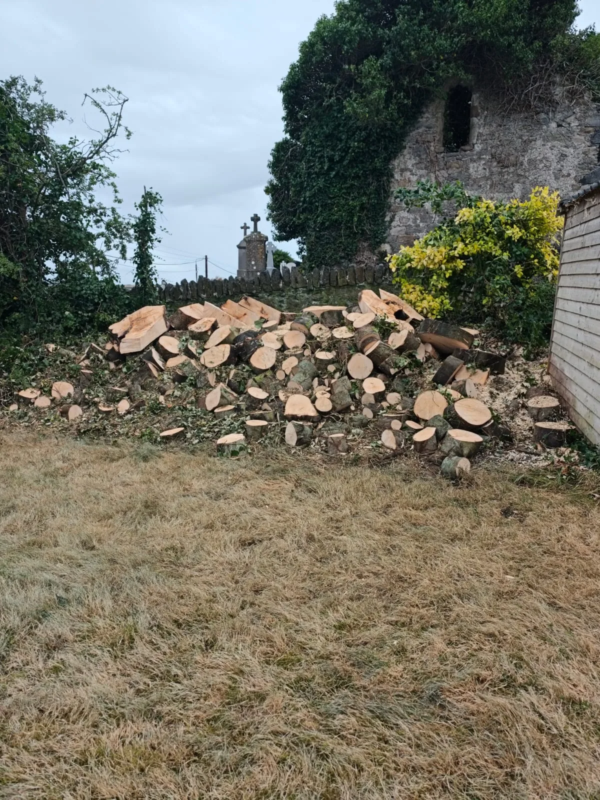Freshly cut tree timber ready for firewood processing — enquiries from Ardee
