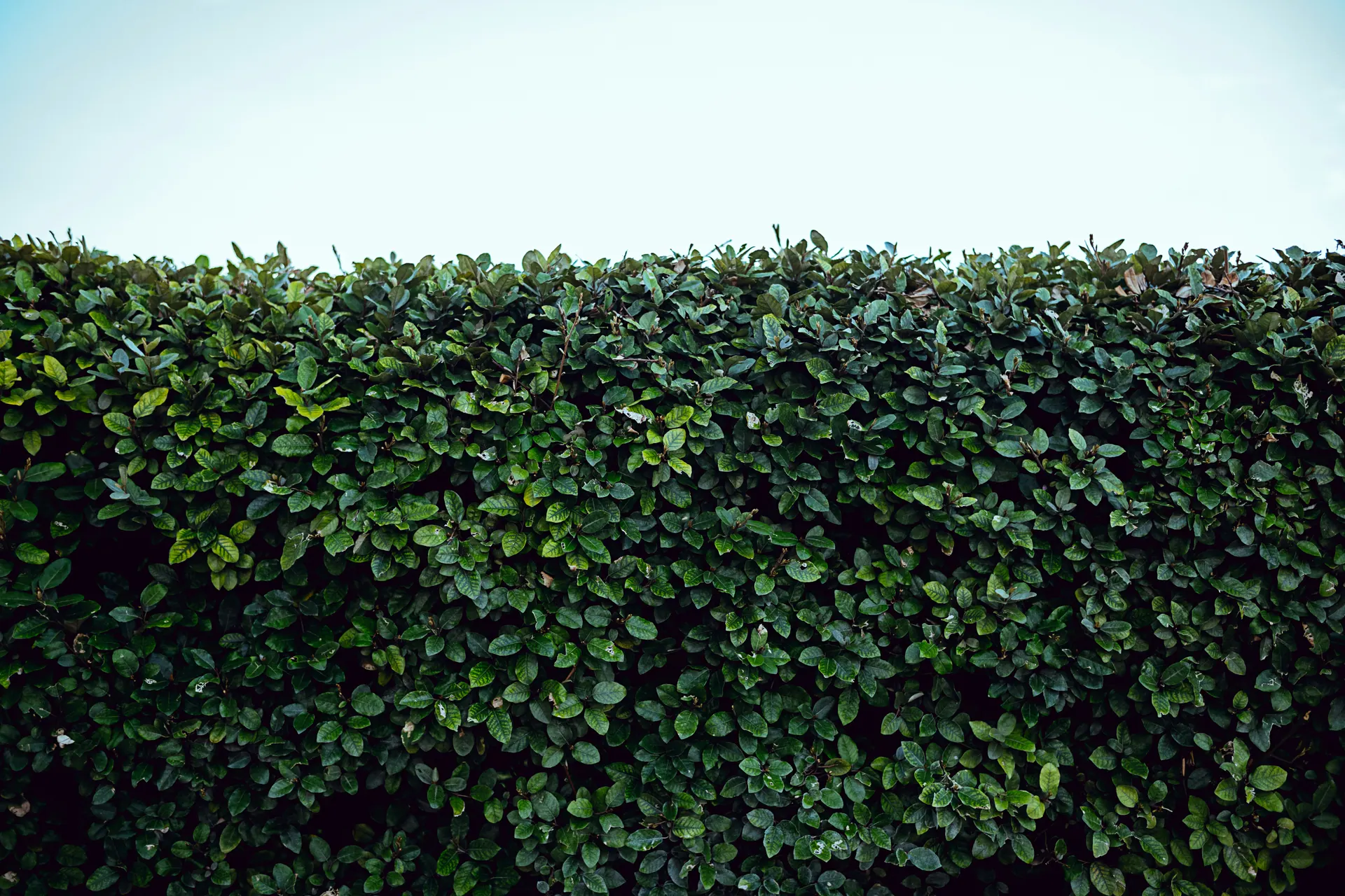 Professionally managed roadside hedge in County Louth
